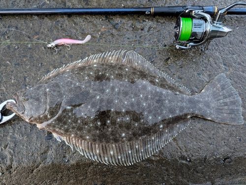 ヒラメの釣果