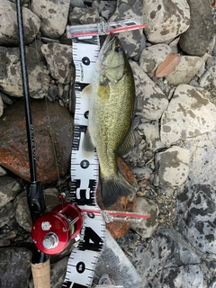 ラージマウスバスの釣果