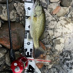 ラージマウスバス