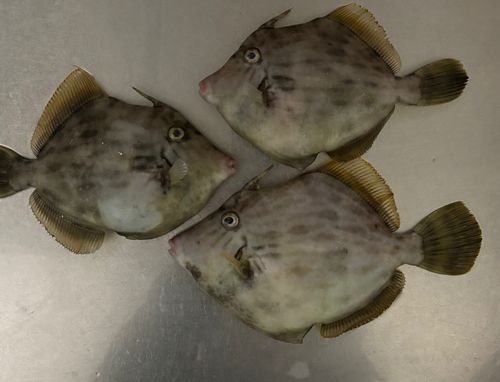 カワハギの釣果