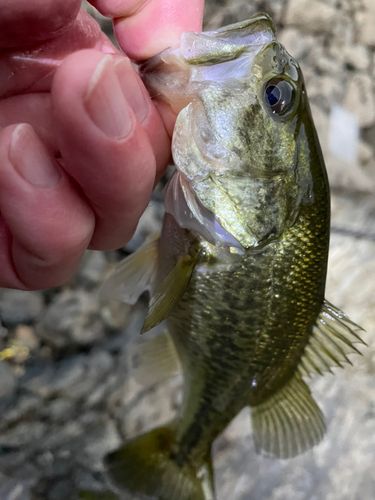 ラージマウスバスの釣果