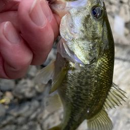 ラージマウスバス