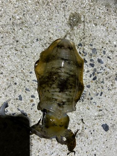 イカの釣果