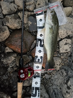 ラージマウスバスの釣果