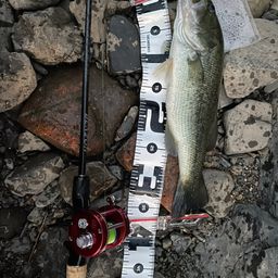 ラージマウスバス