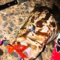 タケノコメバル