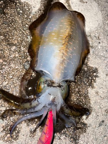 アオリイカの釣果