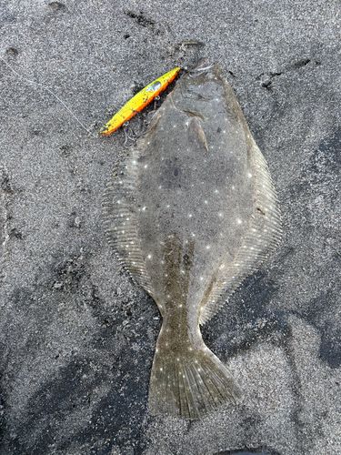 ヒラメの釣果