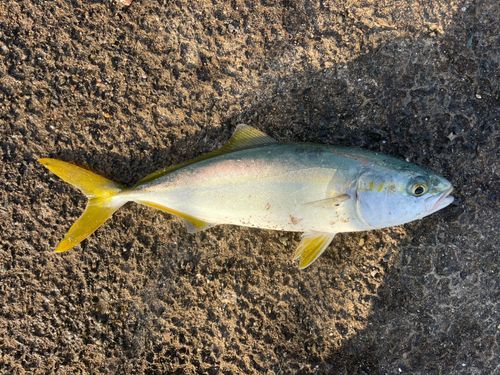 小浜港（福井）