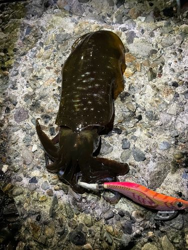 アオリイカの釣果