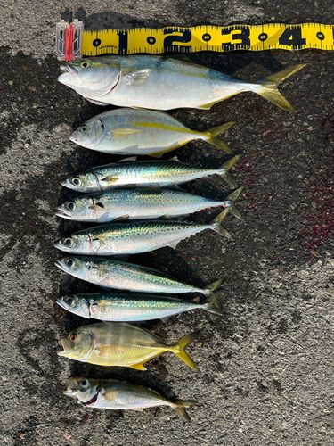 熱海港海釣り施設