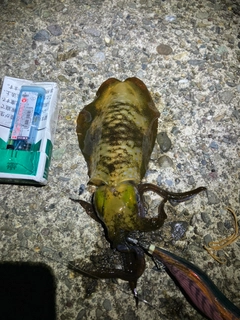 アオリイカの釣果