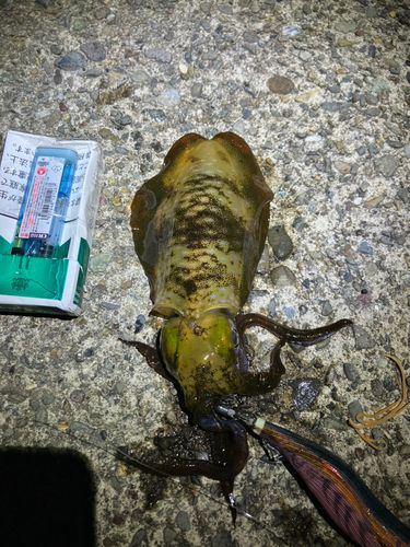 アオリイカの釣果