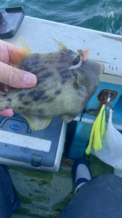 カワハギの釣果