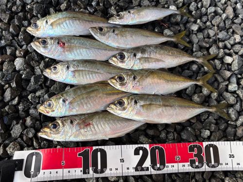 マアジの釣果