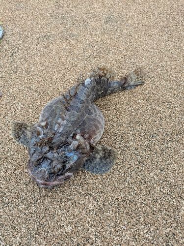 トウベツカジカの釣果