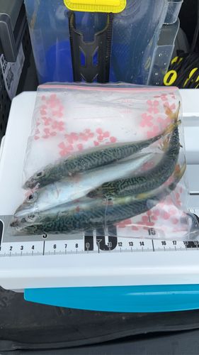 サバの釣果
