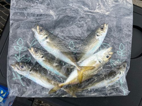 大黒海づり施設