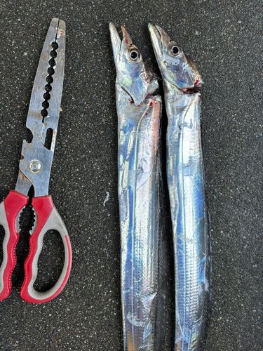 タチウオの釣果