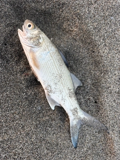 ツバメコノシロの釣果