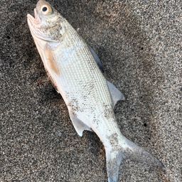 ツバメコノシロ