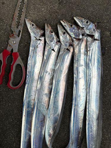 タチウオの釣果