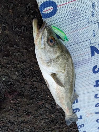 大村湾（南部）