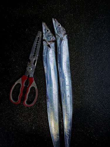 タチウオの釣果