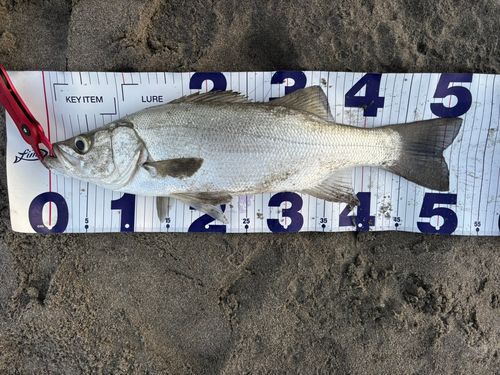 ヒラスズキの釣果