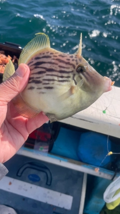 カワハギの釣果