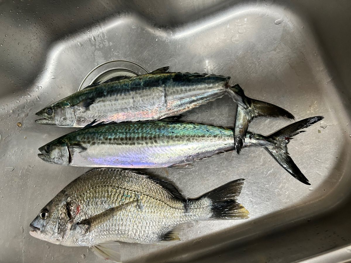 gonzo_zongoさんの釣果 2枚目の画像