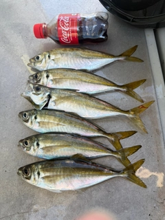 アジの釣果