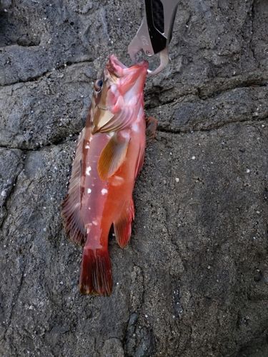 アカハタの釣果