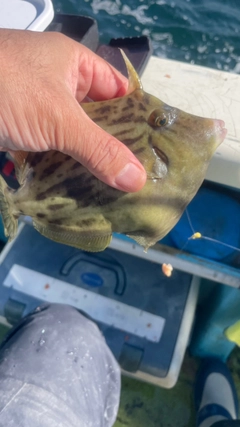 カワハギの釣果