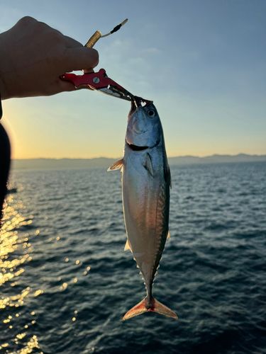 ソウダガツオの釣果