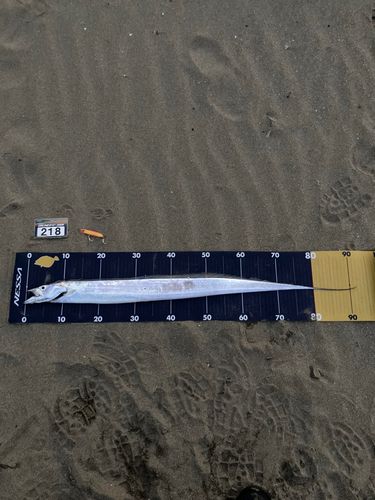 タチウオの釣果