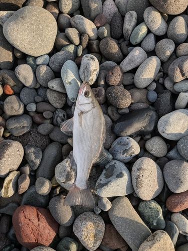 セイゴ（ヒラスズキ）の釣果