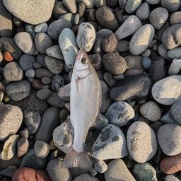 セイゴ（ヒラスズキ）