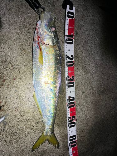 ターポンの釣果