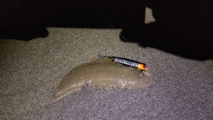 シタビラメの釣果