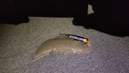 シタビラメの釣果