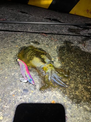 アオリイカの釣果