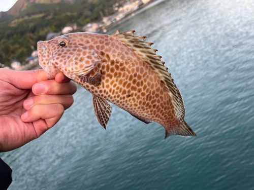 オオモンハタの釣果