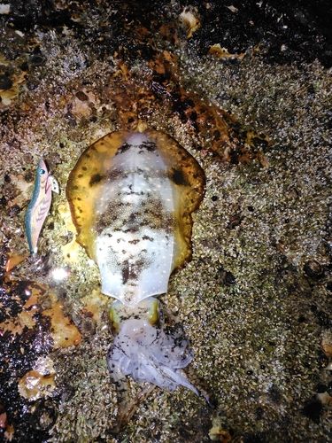 アオリイカの釣果