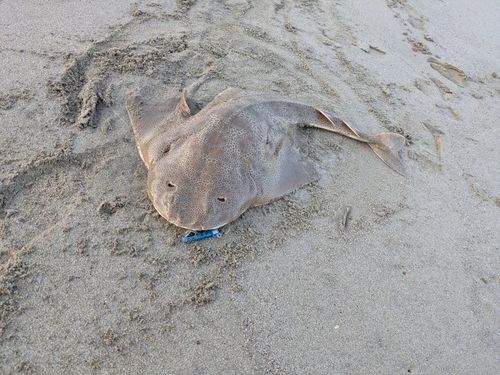 カスザメの釣果