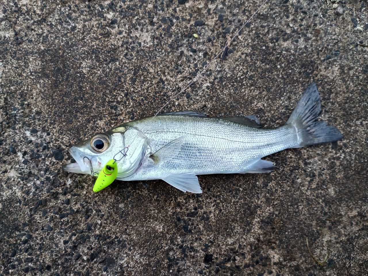 セイゴ（マルスズキ）