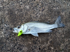 セイゴ（マルスズキ）の釣果