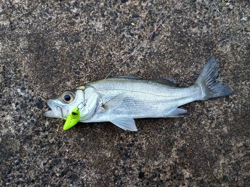 セイゴ（マルスズキ）の釣果