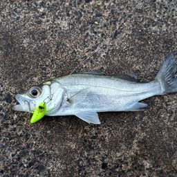 セイゴ（マルスズキ）