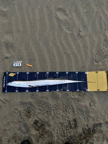 タチウオの釣果